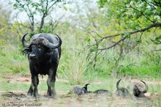 Afrikanischer Büffel (89 von 102).jpg